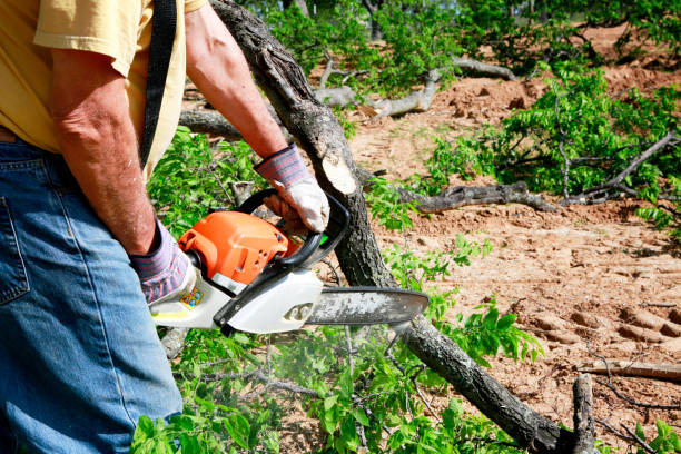 Tree Root Removal in Linwood, PA